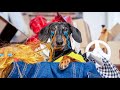 Don't trash memories! Cute & funny dachshund dog video!