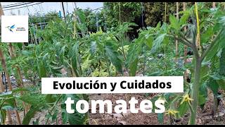 Entramos en la huerta: variedades, manejo y evolución de los Tomates