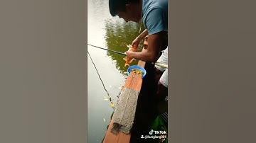 Đi Câu Mà Mắc Phải Cá Chép Vàng