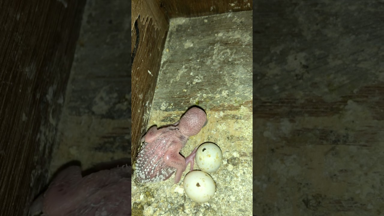 Yeh bachcha🦜kese bada hoga #bike #tiktok #viral #trend #viral