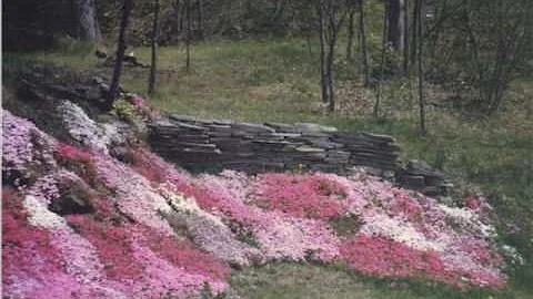 Flowers in the Springtime