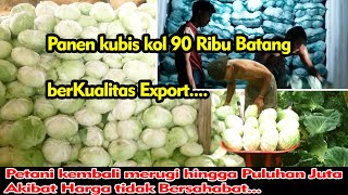 Panen Kubis Kol 90 Ribu Batang Berkualitas Export  😱 Petani Merugi Hingga Modal Tidak Kembali ‼️