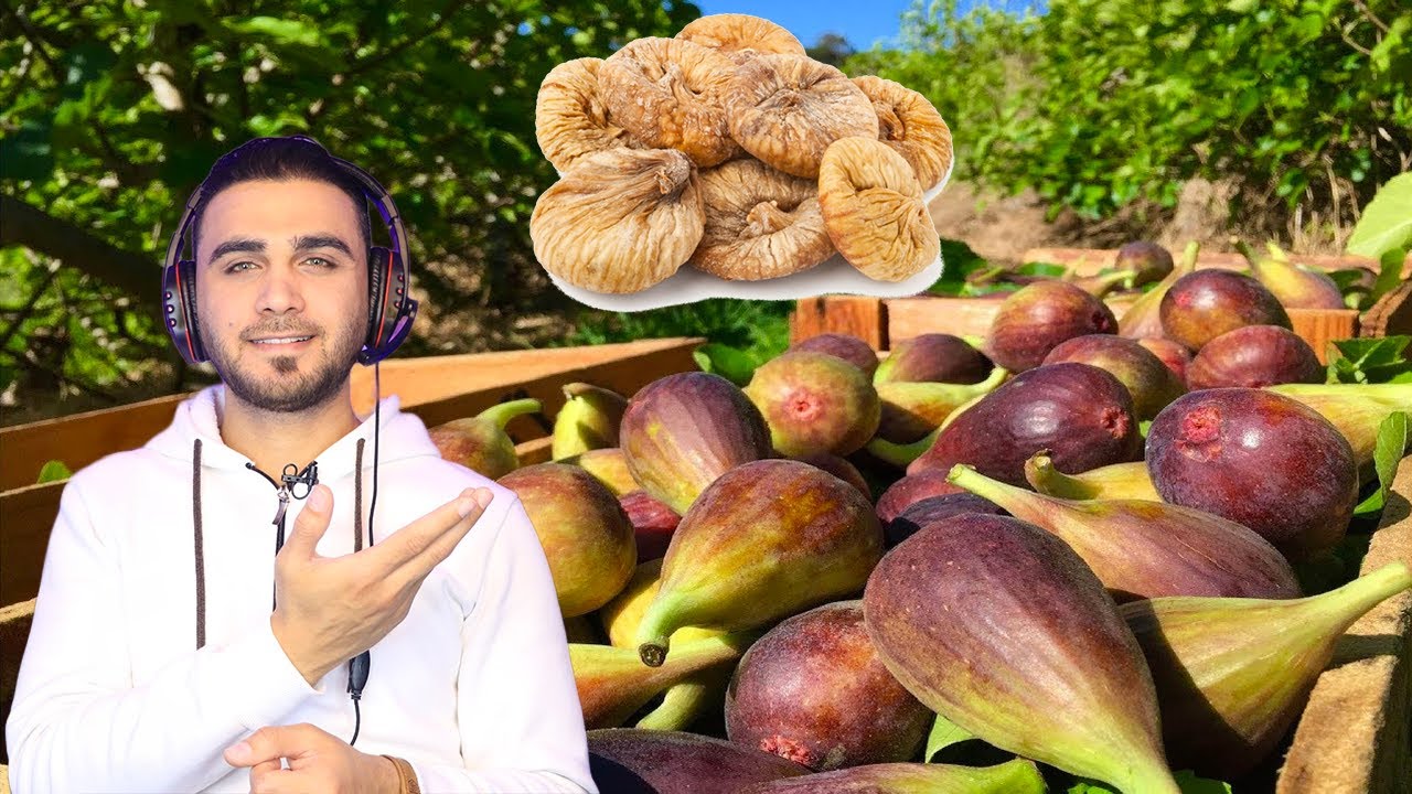 جولة مع مصانع القطين التين المجفف 😋ومصانع الزبيب العنب المجفف😋