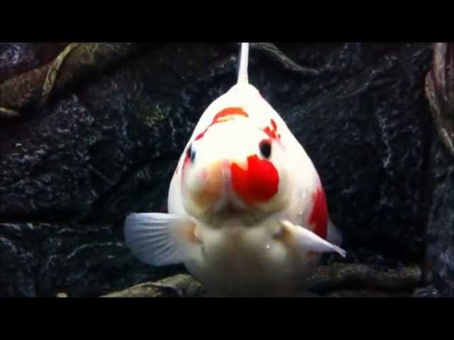 Maidenhead aquatics goldfish Clearance