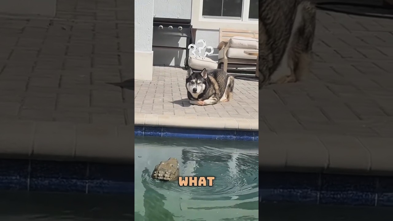 Fake Crocodile Prank Goes Wrong 😱#youtubeshorts