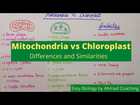 Video: Verschil Tussen Mitochondriën En Chloroplast