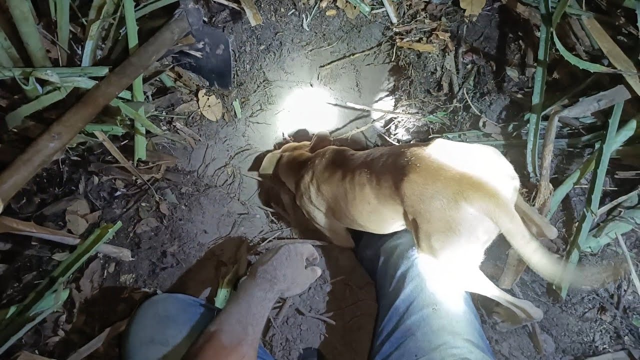 Caçada com 3 cachorro aprendiz, Resultado toop..