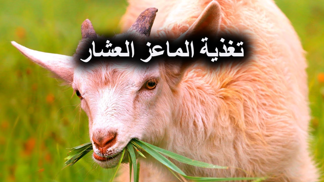 ØªØºØ°ÙŠØ© Ø§Ù„Ù…Ø§Ø¹Ø² Ø§Ù„Ø¹Ø´Ø§Ø± Wikifarmer