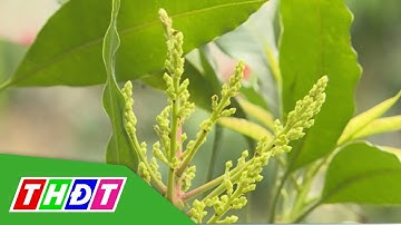Xử lý xoài ra bông không cần hóa chất ức chế | THDT