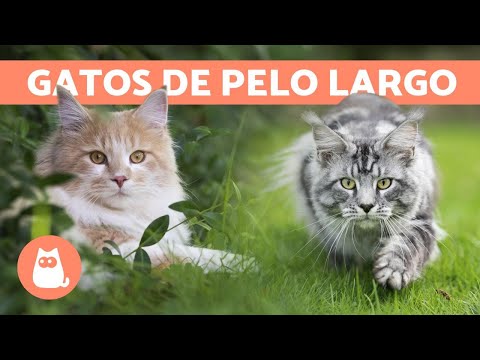 Video: Top 8 Razas de gatos amigables para los niños