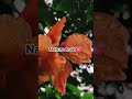 #nature#flowers#explore#viral#love#video#song#edit#flowers#youtube#new#reels#shorts#trending#status