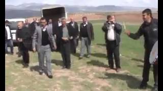 41 Roj Gull