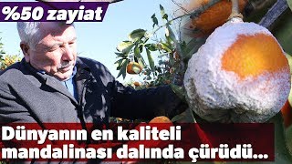 Mandalinada Yüzde 50 Zayiat: Üretici Kara Kara Düşünüyor