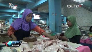 Manfaat Beras Merah Untuk Pakan Ayam || #BotohNusantara. 