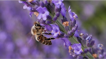 Access Automated Science Expertise, Avoid Risks, and Protect Nature & Biodiversity.