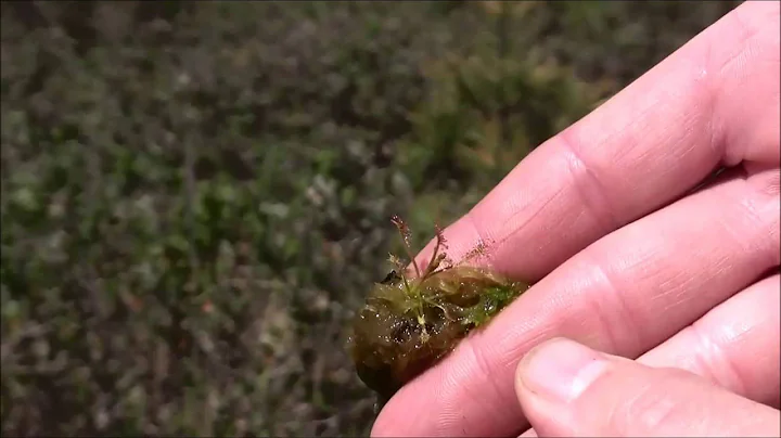 On the Trail of Darwin's Carnivorous Plants, with ...