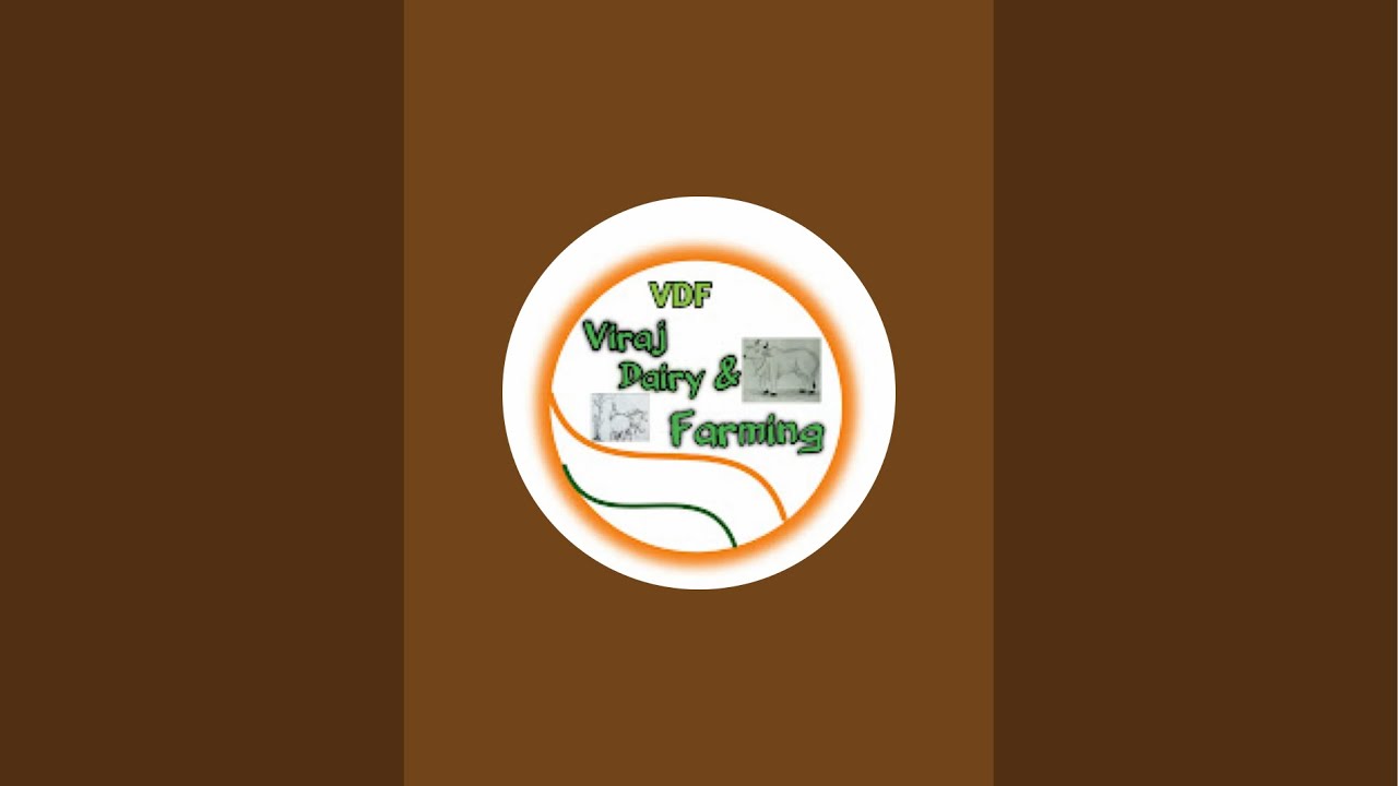 पहलन झोंटी की Live Milking (खाली होते समय) Morning Time at Manoj Dairy Farm (7503542782)