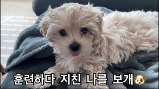 2개월 아기 강아지의 첫 목욕, 장기자랑🐶