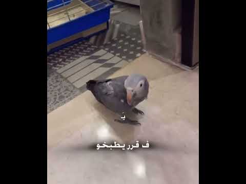 فصلات الشامي وعنتور الشامي