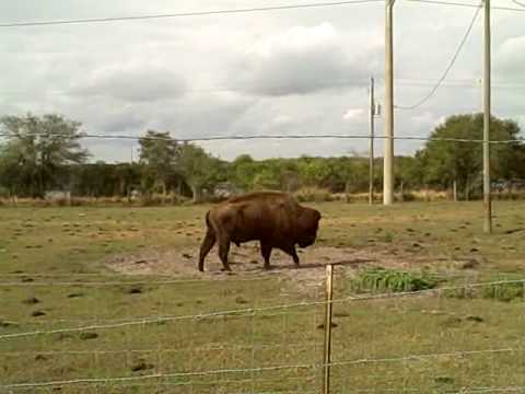 Buffalo at Auburndale Pow wow