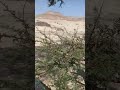 طريقة صيد طير الصفار البوصفير طريقة صيد طير الصفار البوصفير