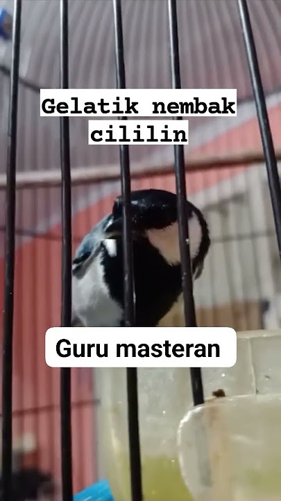 Gelatik batu isian cililin gacor. #masteranviral #viralvideo #gelatik #gelatikbatugacor #kicaumania