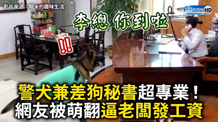 警犬兼差狗秘书超专业！　网友被萌翻逼老板发工资｜Smart Dog - 天天要闻
