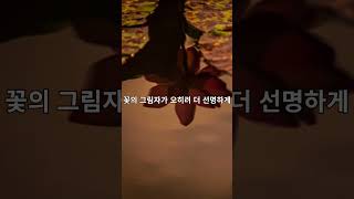 소정산방 #전주덕진공원 #연꽃영상 #대나무숲풍경 #감성브이로그#연잎의시간 #여름풍경영상 #한국풍경 #자연에세이#힐링영상