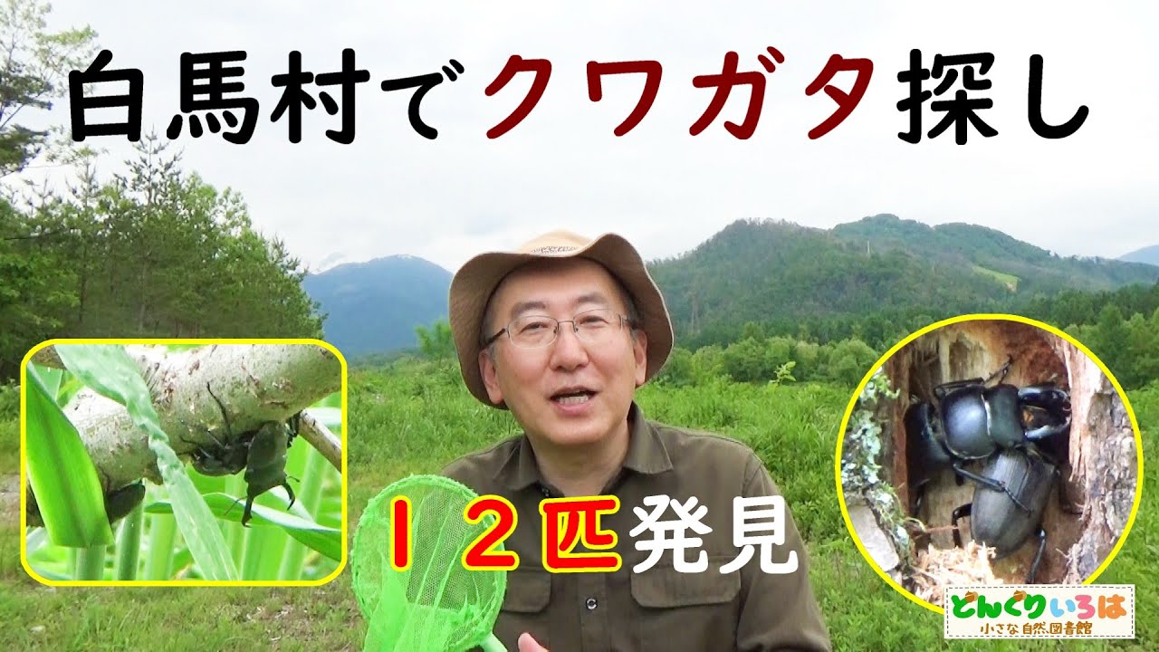 Searching for stag beetles in Hakuba Village [Hakuba Village