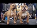 IBKC - AMERICAN BULLY SHOW (IRELAND 🇮🇪 2020)