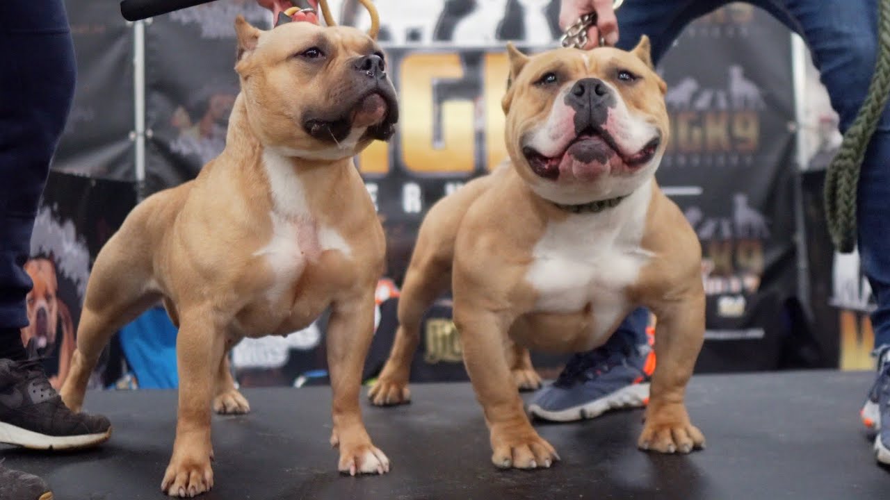 american bully show 2019