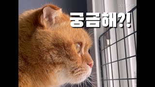 냐옹이와 산책을 꿈꾸는 집사 (Vlog)