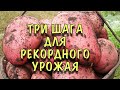 КАРТОШКИ БУДЕТ в НАМНОГО БОЛЬШЕ! Сделайте ЭТО ПРЯМО СЕЙЧАС! Уход, Защита, СУПЕР УРОЖАЙНАЯ подкормка