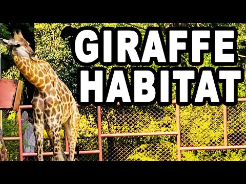 Video: Giraffe is a mammal from the artiodactyl order. Description, habitat and lifestyle of a giraffe