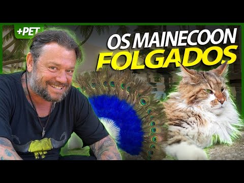 Video: 5 Fatti Favolosi Sul Maine Coon