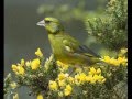 تغريد طائر الخضري - Greenfinch Singning - cante del verderon