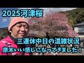 【2025河津桜】 2.23三連休中日　混雑状況　河津桜まつり　お得情報