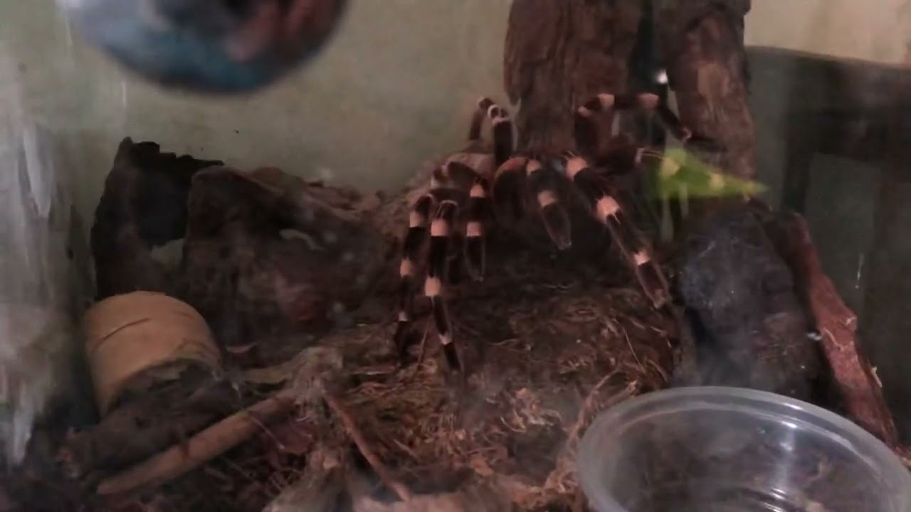 Акантоскурия Геникулята не ест автомобильчика ❌🍽🏎