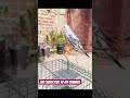 Budgie parrot baby 🐥 #birds #shorts #parrot #video