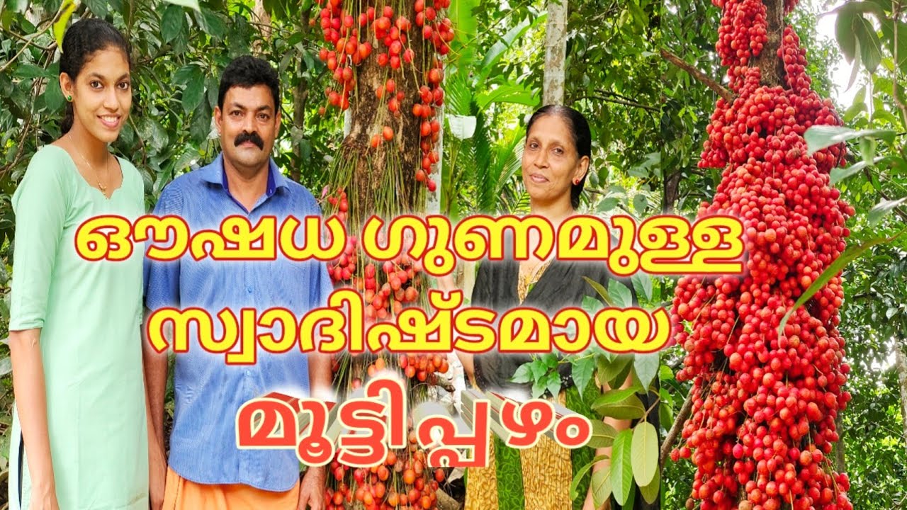 മരം നിറയെ ഔഷധ ഗുണമുള്ള മൂട്ടിപ്പഴം | Mooty Fruit- A Sweet - Sour Healthy Fruit | Most rarest Fruit|