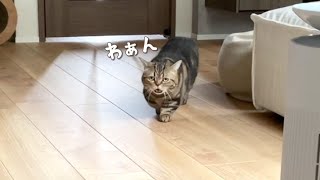 お喋りしながら近付いてくる猫が可愛い!