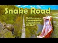 Snake road the epic adventure timber rattlesnakes copperheads cottonmouths and so much more