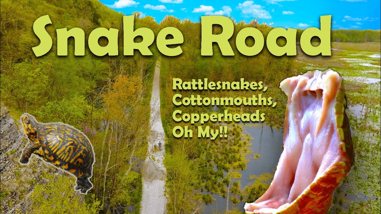 SNAKE ROAD THE EPIC ADVENTURE!!! Timber rattlesnakes, copperheads