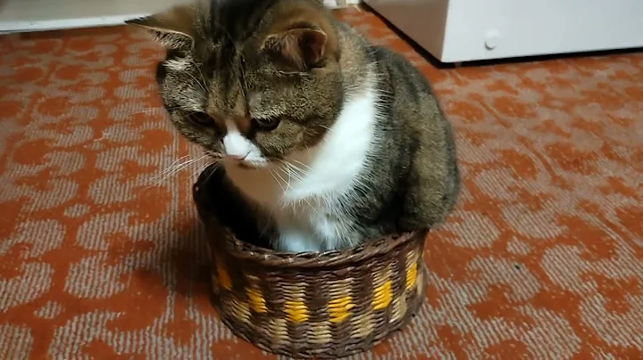 Video 11202881: funny cat purr, british cat, cat pets, cat love