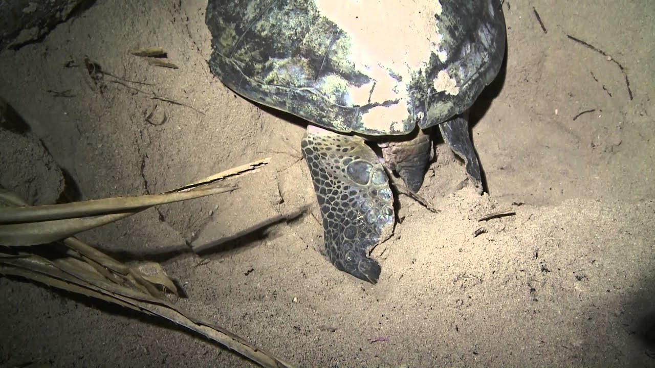 紀錄觀點 海 海龜產卵 Youtube