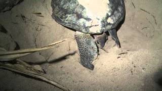 【紀錄觀點】-【海】海龜產卵