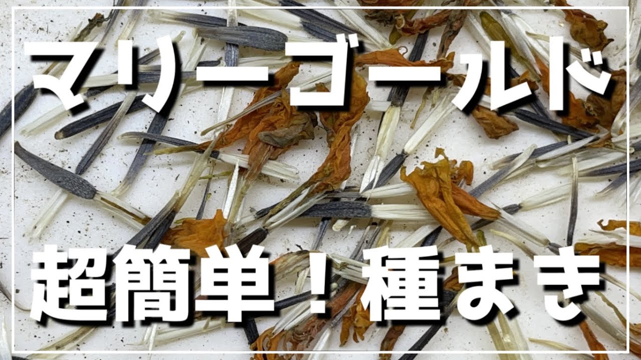 超簡単！マリーゴールドの種まきのやり方 春にまきたい草花のたね 【それいけたいよーまん】