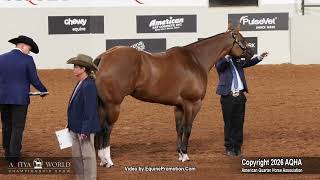 2026 Youth 3-Year-Old Mares World Champion