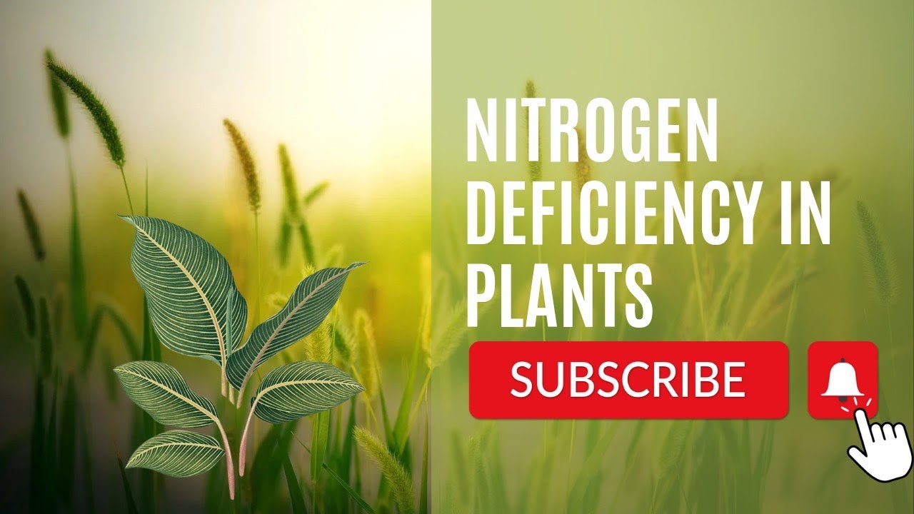Nitrogen Deficiency Symptoms In Plants | Tomato 🍅 | AAS TV