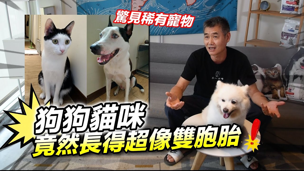 狗狗貓咪 竟然長得超像雙胞胎 驚見只有兩隻腳的狗 關懷浪浪ep2 Youtube 狗狗貓咪 竟然長得超像雙胞胎 驚見只有兩隻腳的狗 關懷浪浪ep2 Youtube